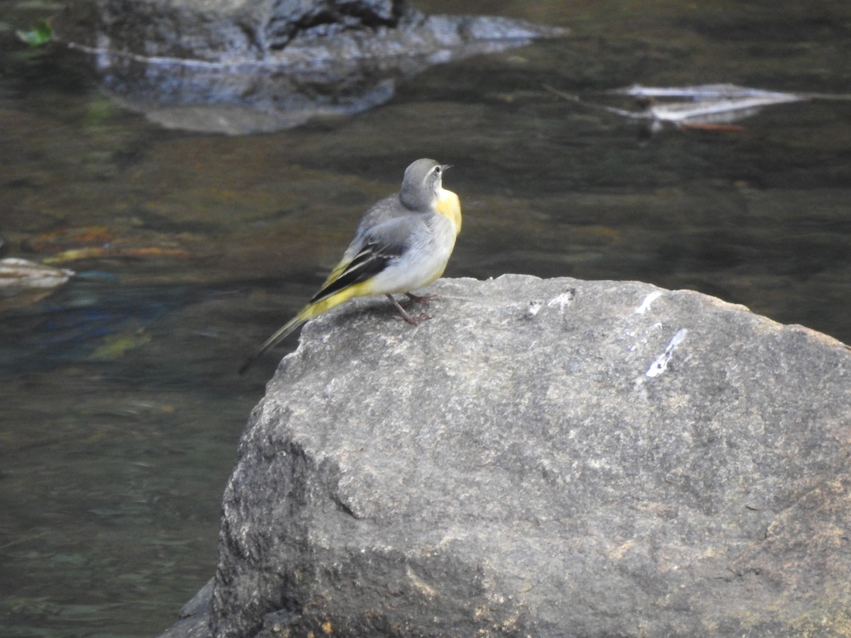 Gray Wagtail - Ganeshwar S V