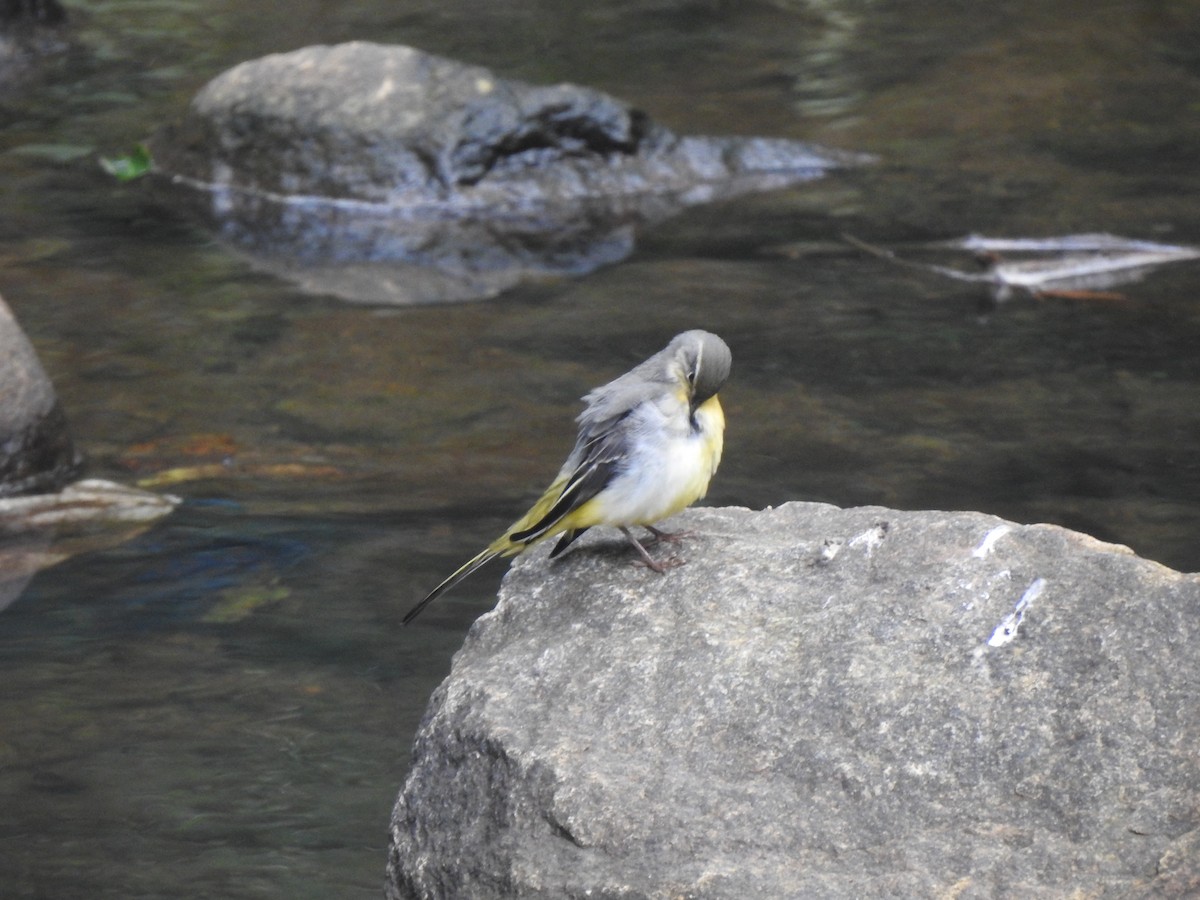 Gray Wagtail - ML620921884