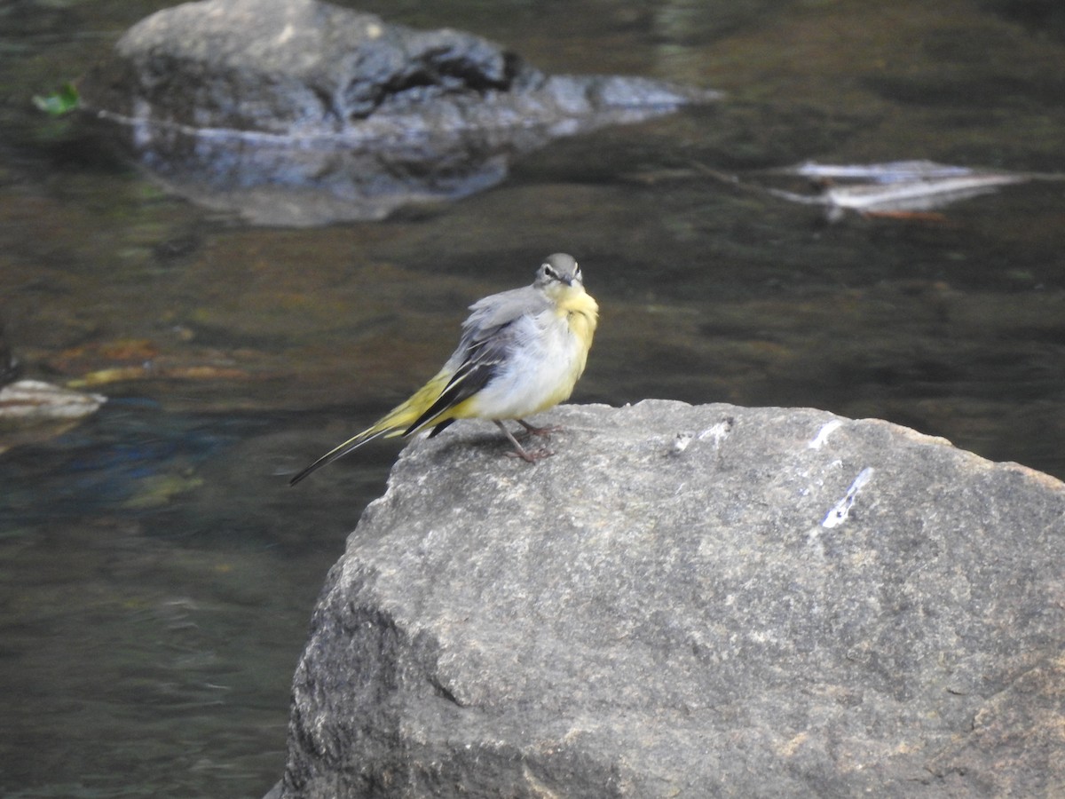 Gray Wagtail - ML620921885