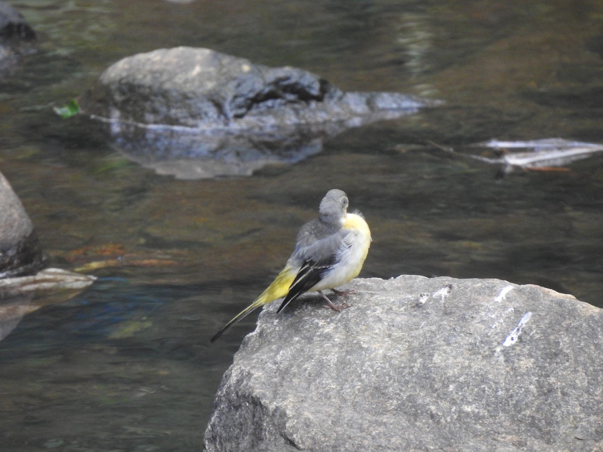 Gray Wagtail - ML620921886