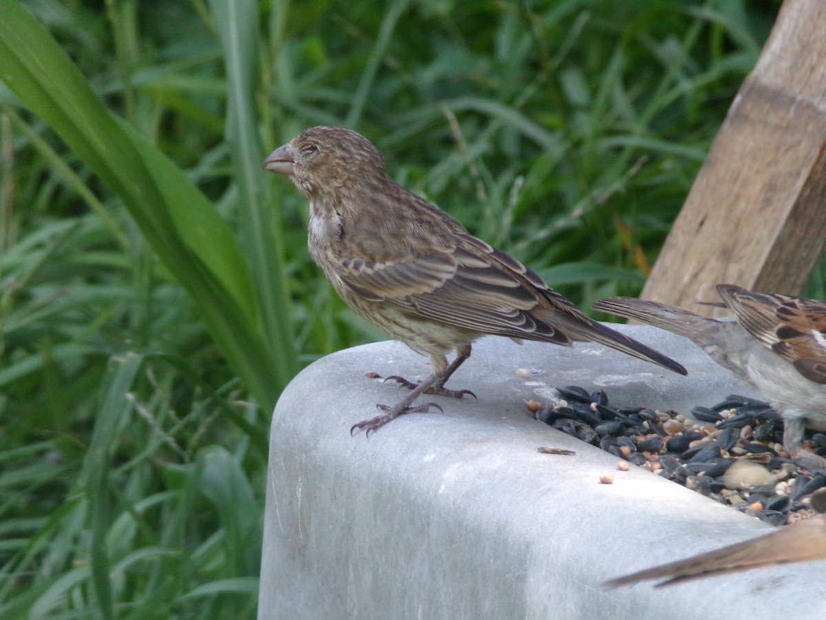 House Finch - ML620921888