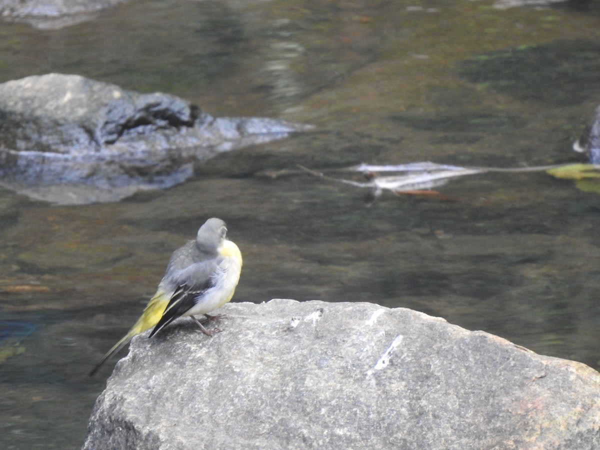 Gray Wagtail - ML620921890