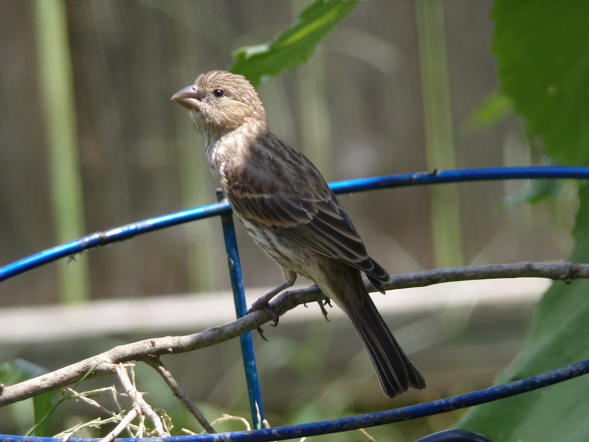 House Finch - ML620921891