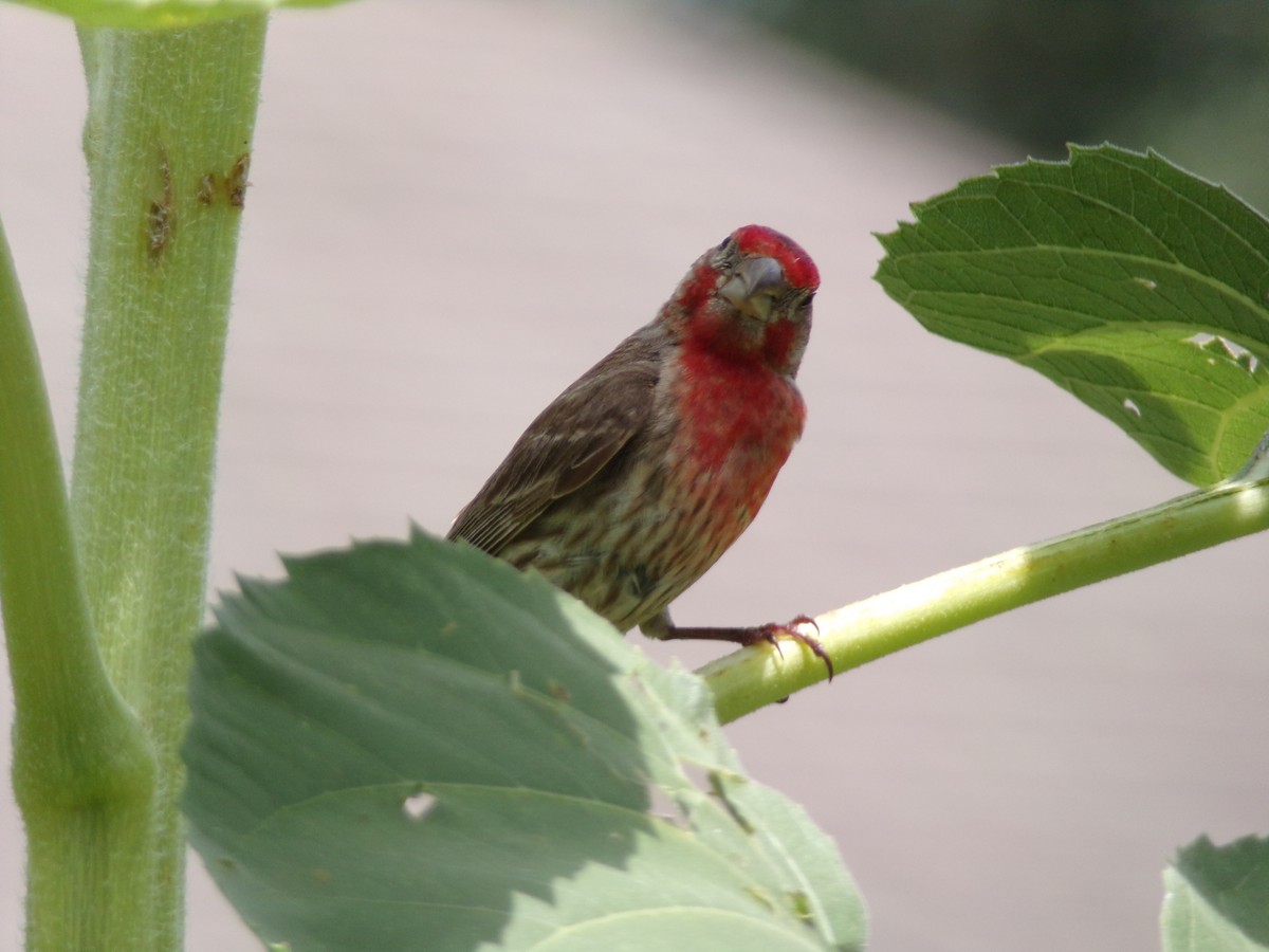 House Finch - ML620921897