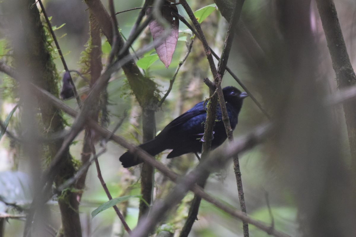 Ruby-crowned Tanager - ML620921899