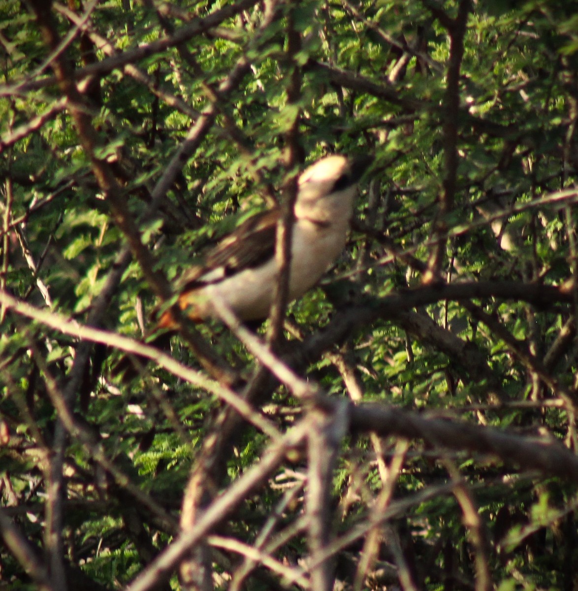 White-headed Buffalo-Weaver - ML620921904