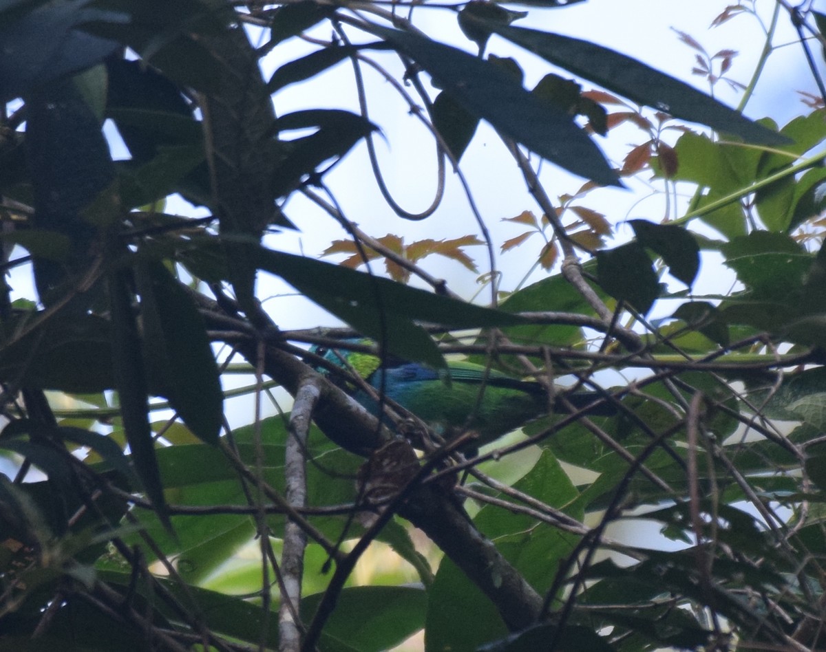 Green-headed Tanager - ML620921908