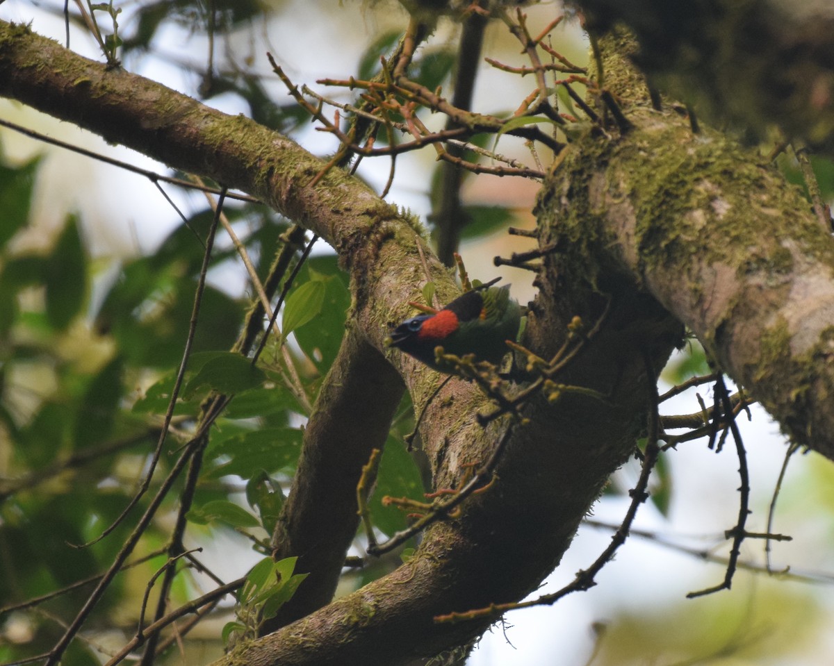 Red-necked Tanager - ML620921915
