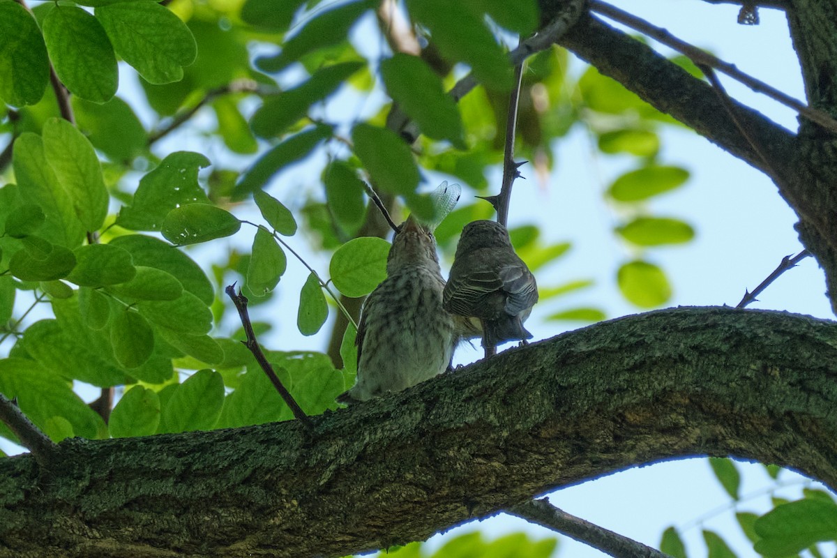 Spotted Flycatcher - ML620921925