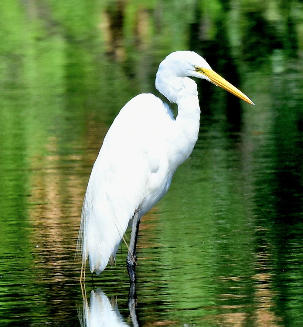 Great Egret - ML620921927