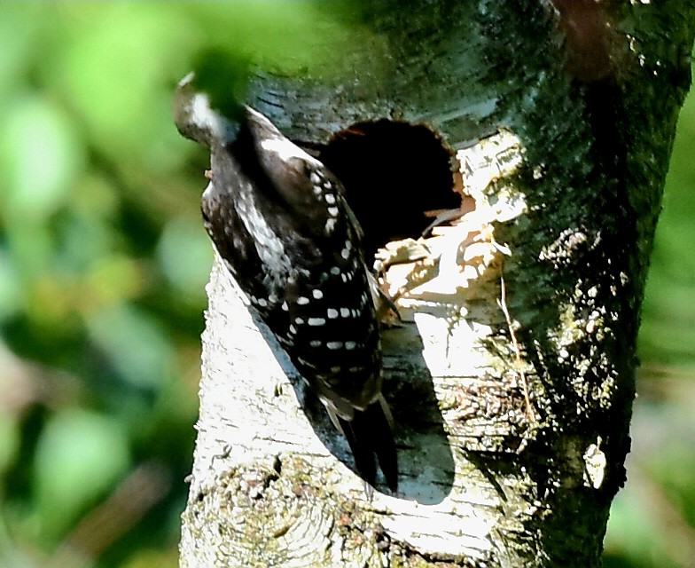 Downy/Hairy Woodpecker - ML620921932