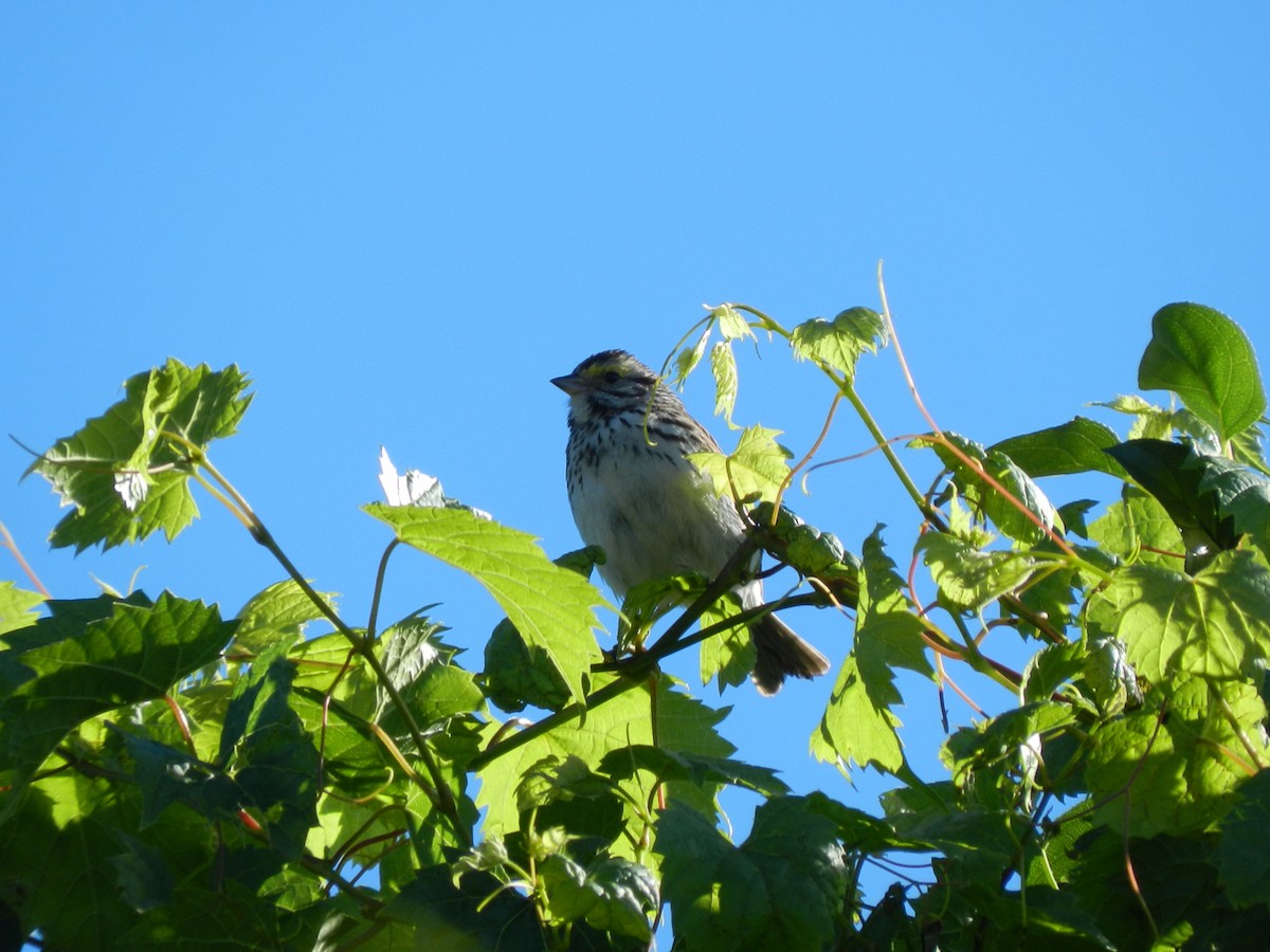 Savannah Sparrow - ML620921960