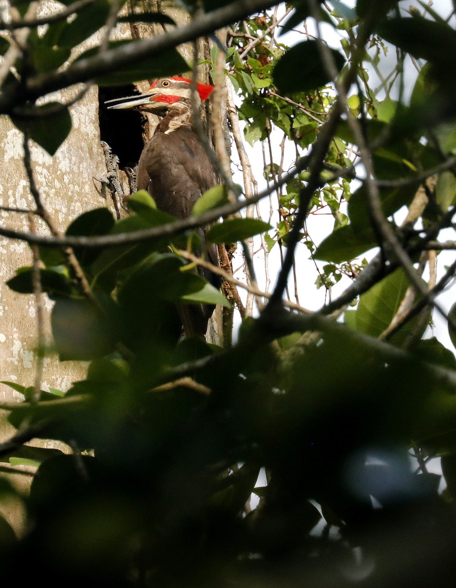 Pileated Woodpecker - ML620921970