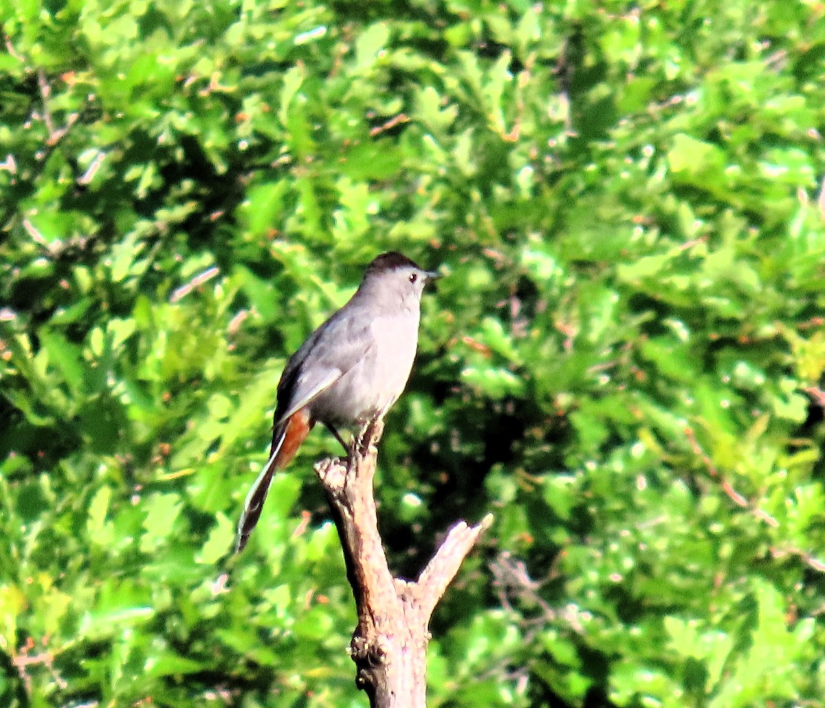 Gray Catbird - ML620921972