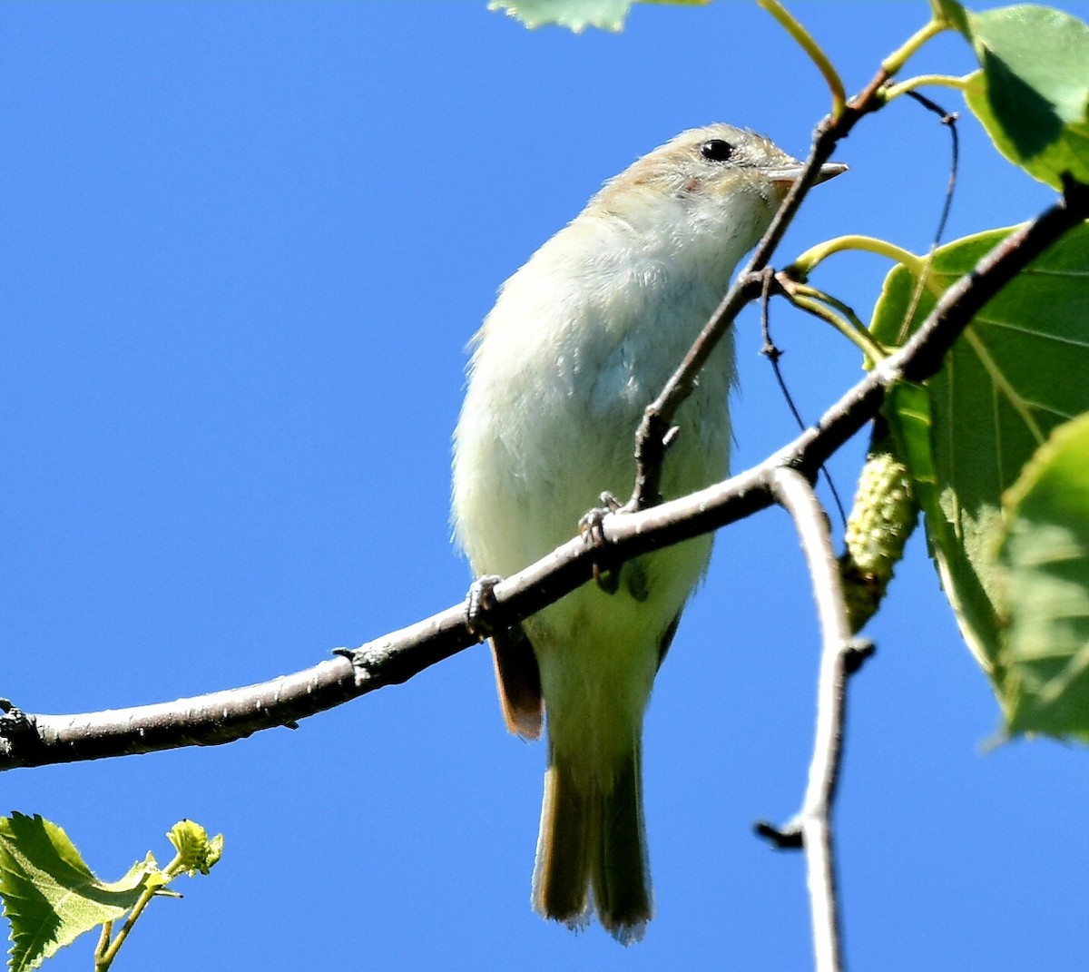 Warbling Vireo - ML620921977