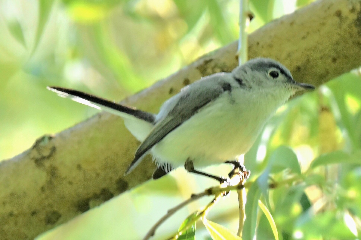 Blue-gray Gnatcatcher - ML620921983