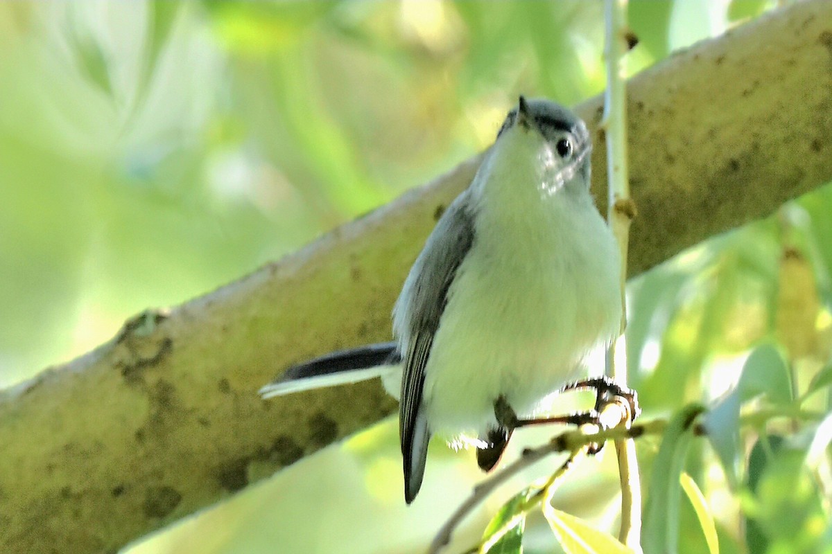 Blue-gray Gnatcatcher - Steve Czyzycki