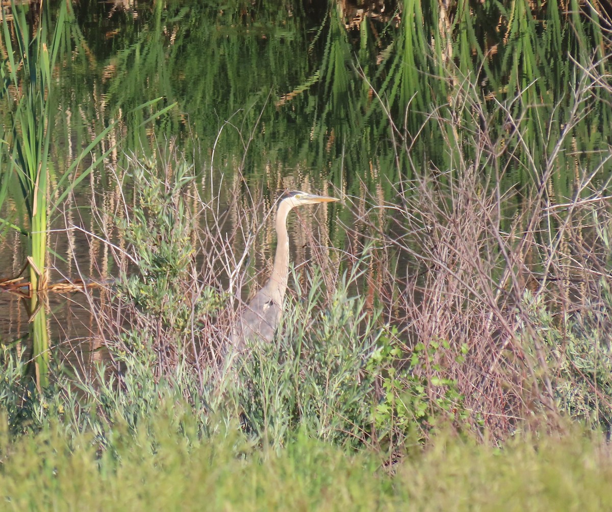 Great Blue Heron - ML620921986