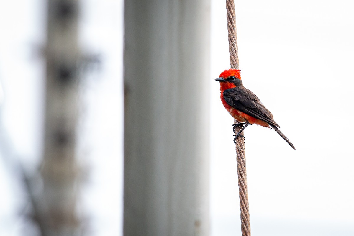 Vermilion Flycatcher - ML620921988