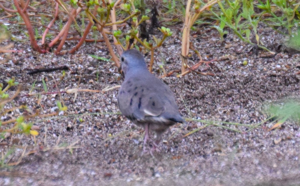 Plain-breasted Ground Dove - ML620921993