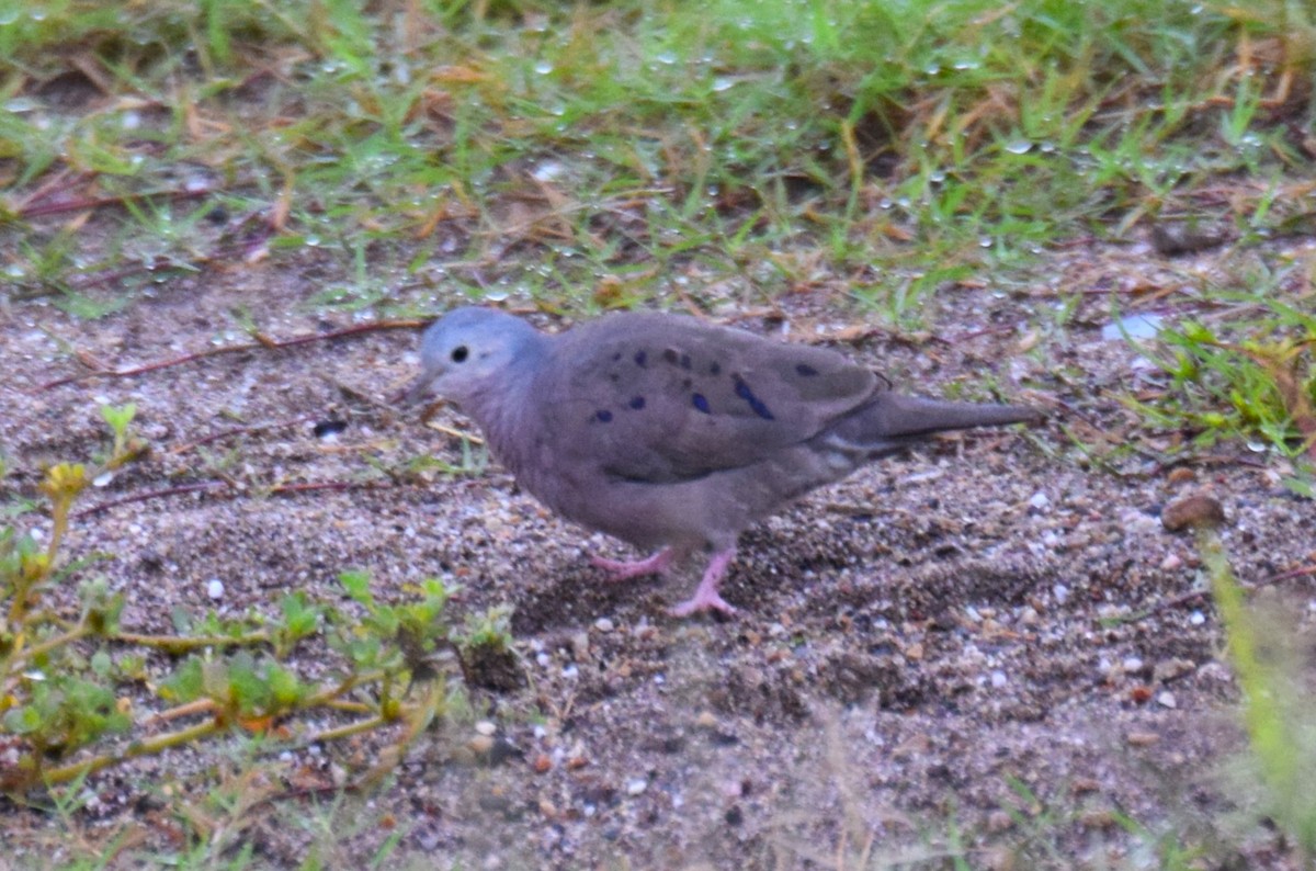 Plain-breasted Ground Dove - ML620921995