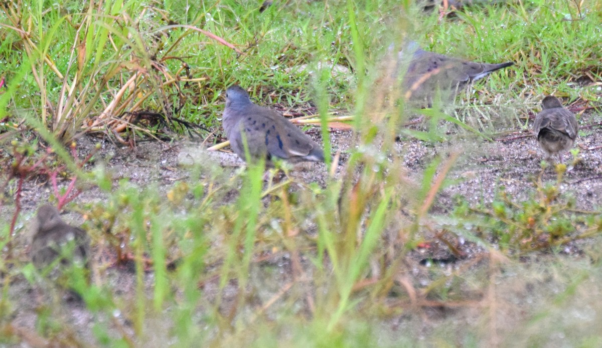 Plain-breasted Ground Dove - ML620921996