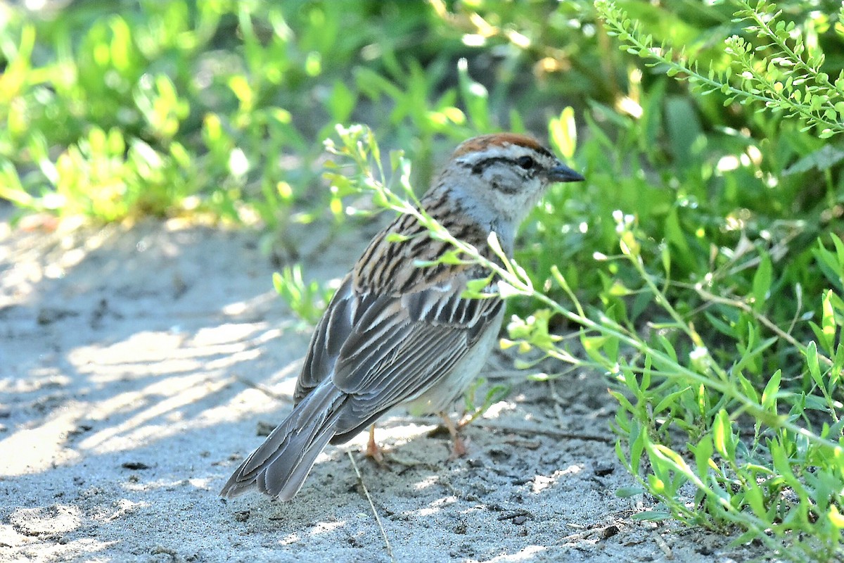 Chipping Sparrow - ML620921998