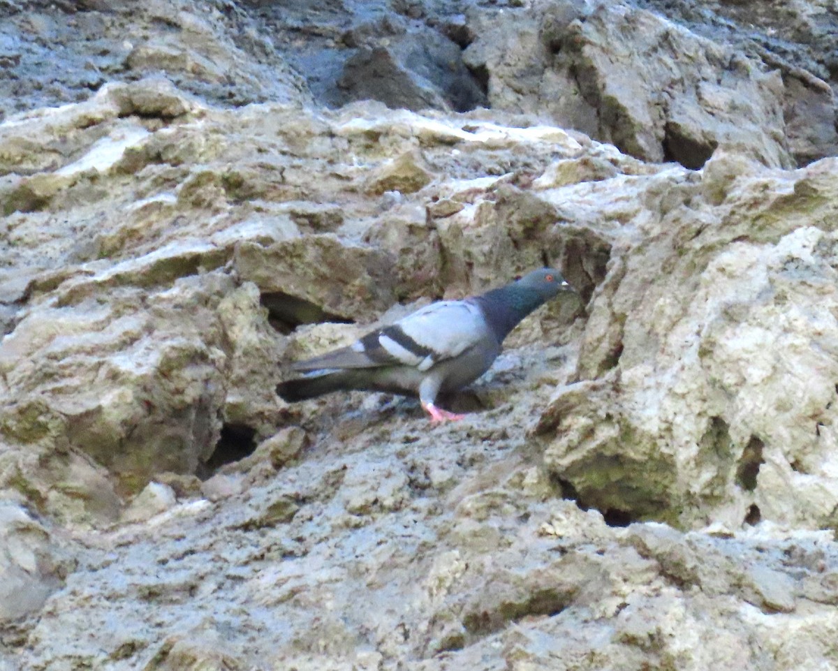 Rock Pigeon (Feral Pigeon) - ML620922067