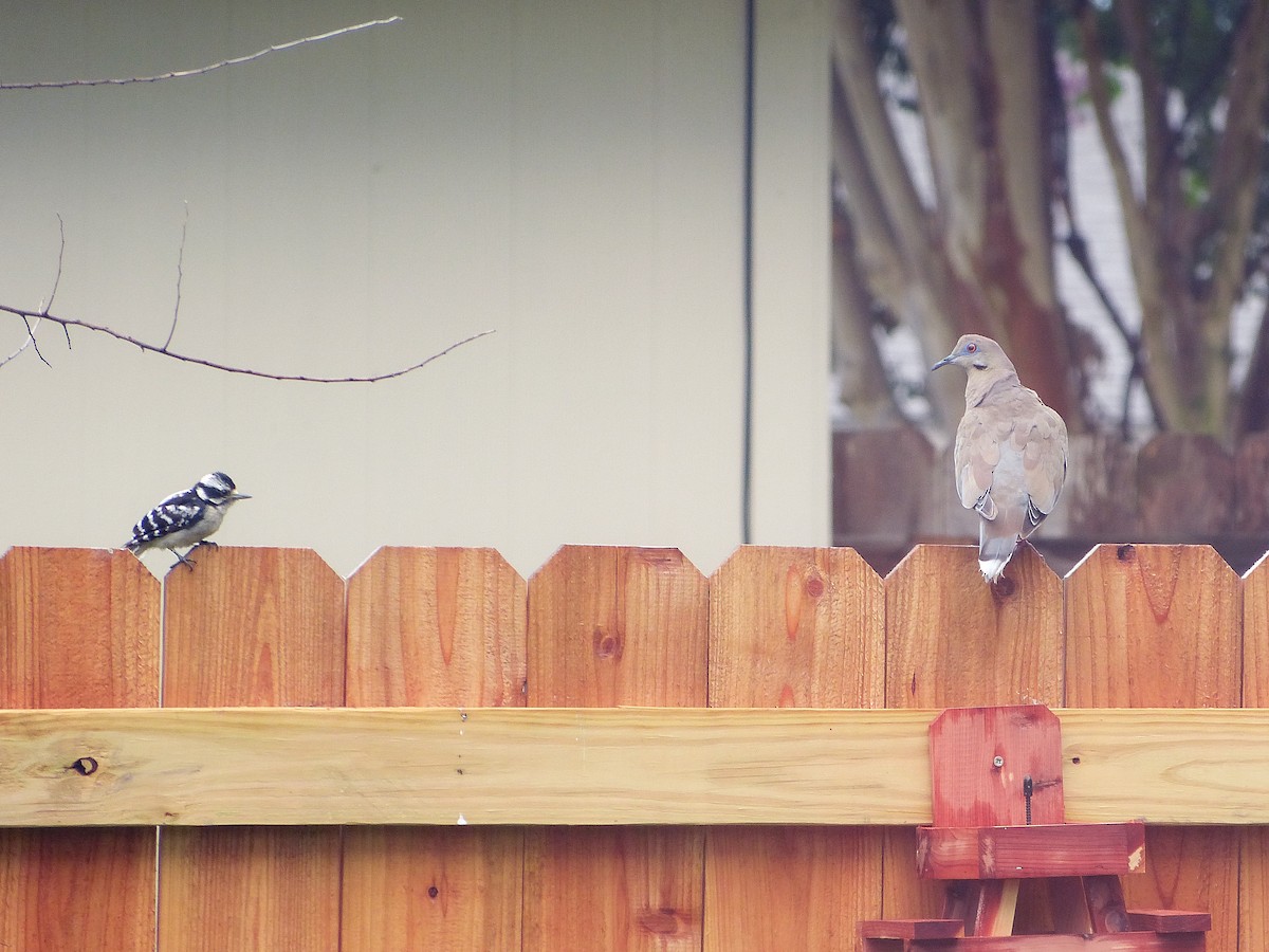 White-winged Dove - ML620922093