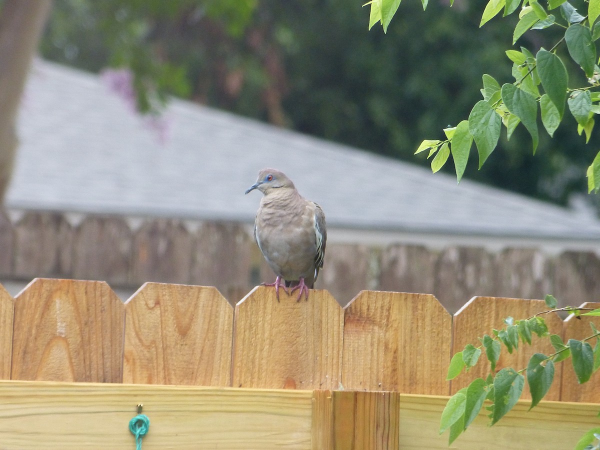 White-winged Dove - ML620922094