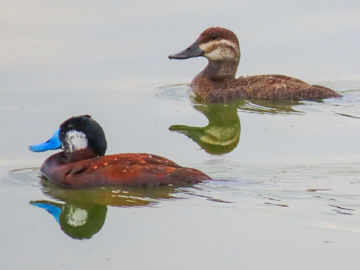 Ruddy Duck - ML620922108