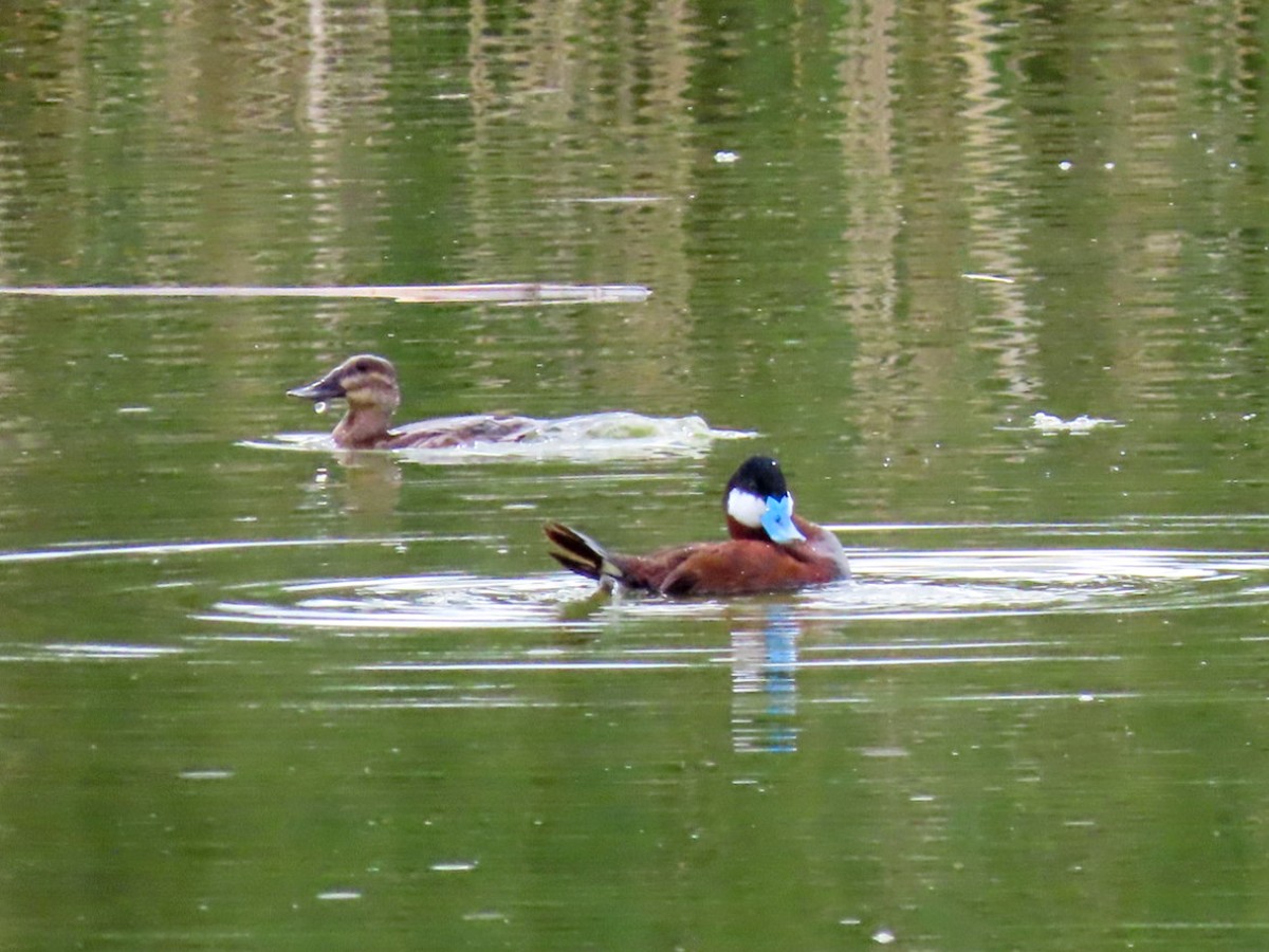 Ruddy Duck - ML620922111