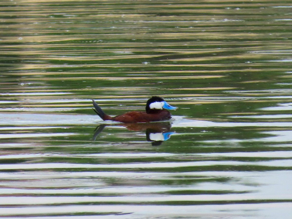 Ruddy Duck - ML620922112