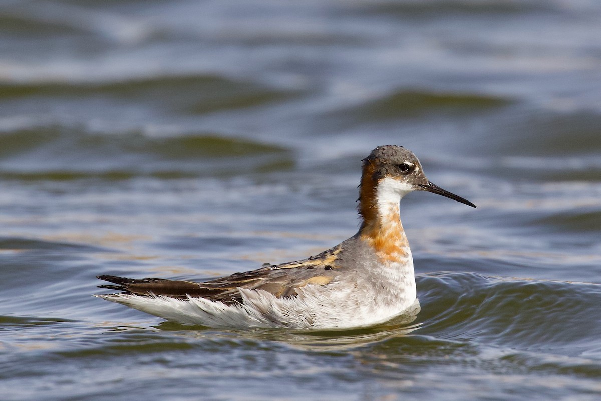 Red-necked Phalarope - ML620922128