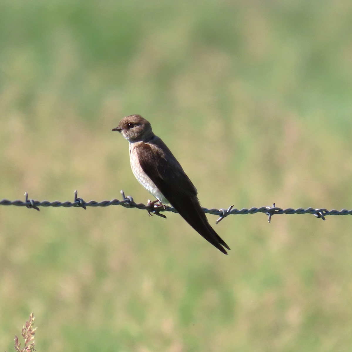 Northern Rough-winged Swallow - ML620922136