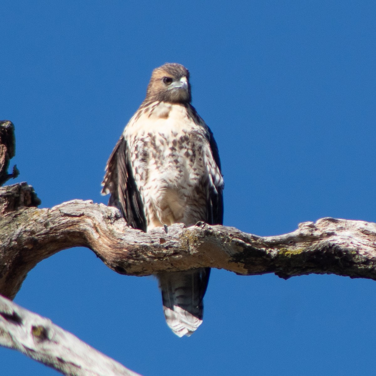 Red-tailed Hawk - ML620922140