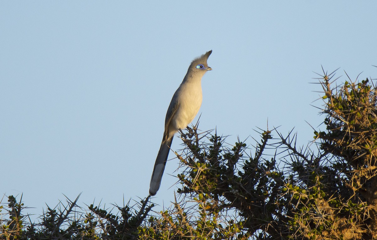 Cúa de Verreaux - ML620922141