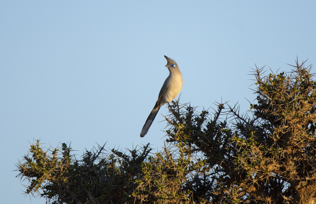 Cúa de Verreaux - ML620922143