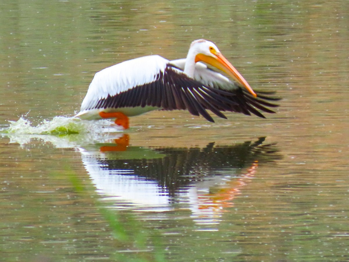 American White Pelican - ML620922146