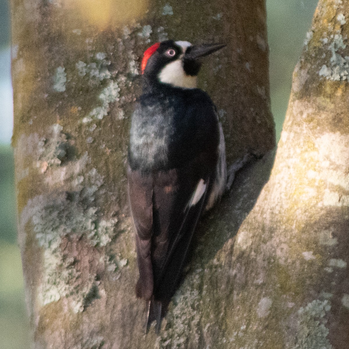 Acorn Woodpecker - ML620922150
