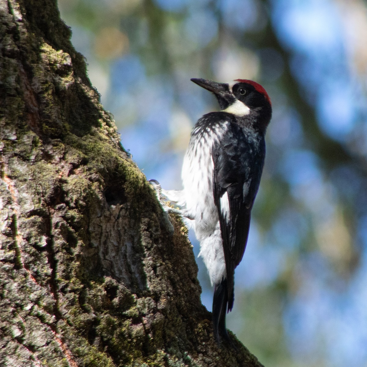 Acorn Woodpecker - ML620922151