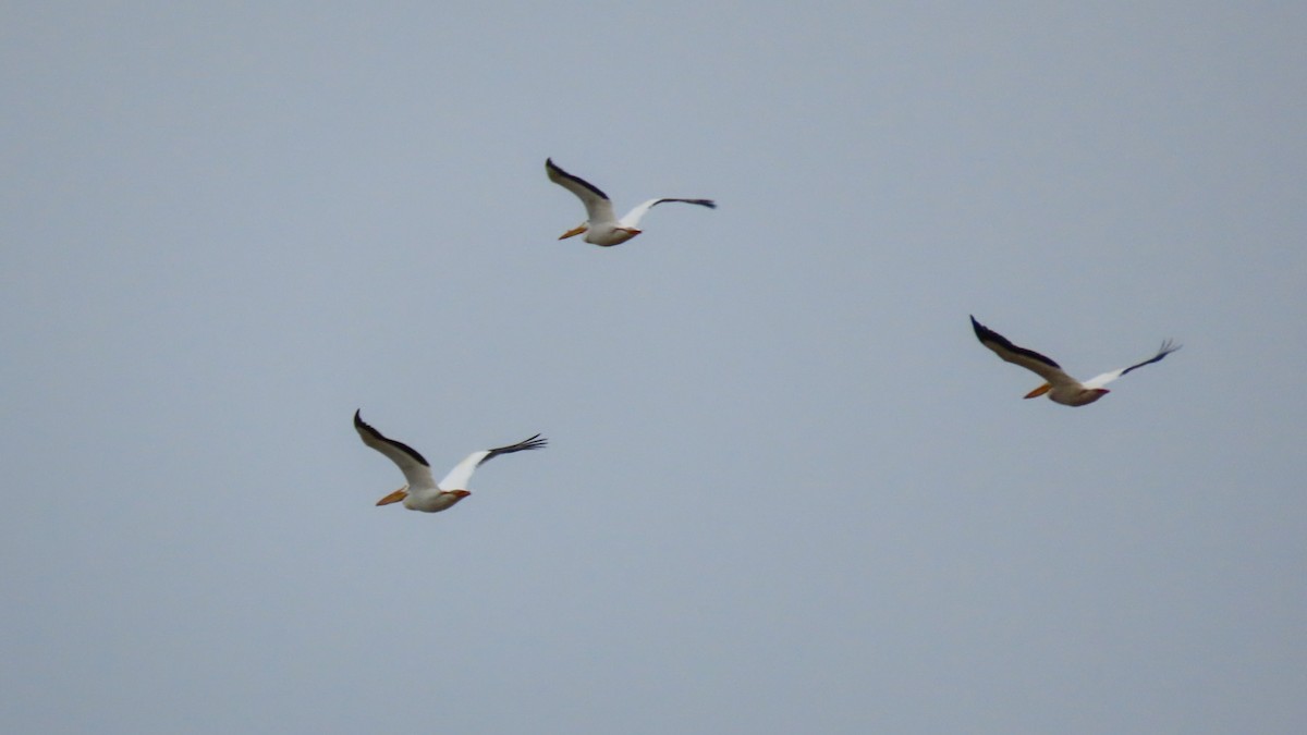 American White Pelican - ML620922152