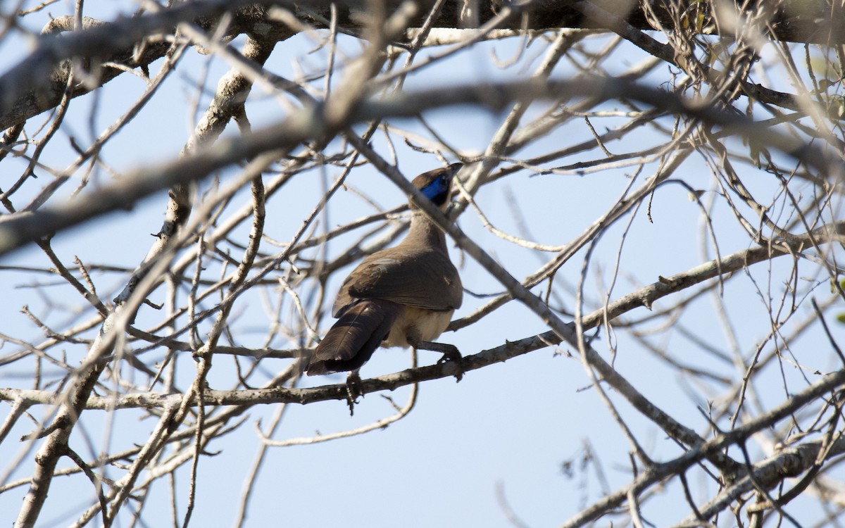 アカボウシジカッコウ（olivaceiceps） - ML620922155