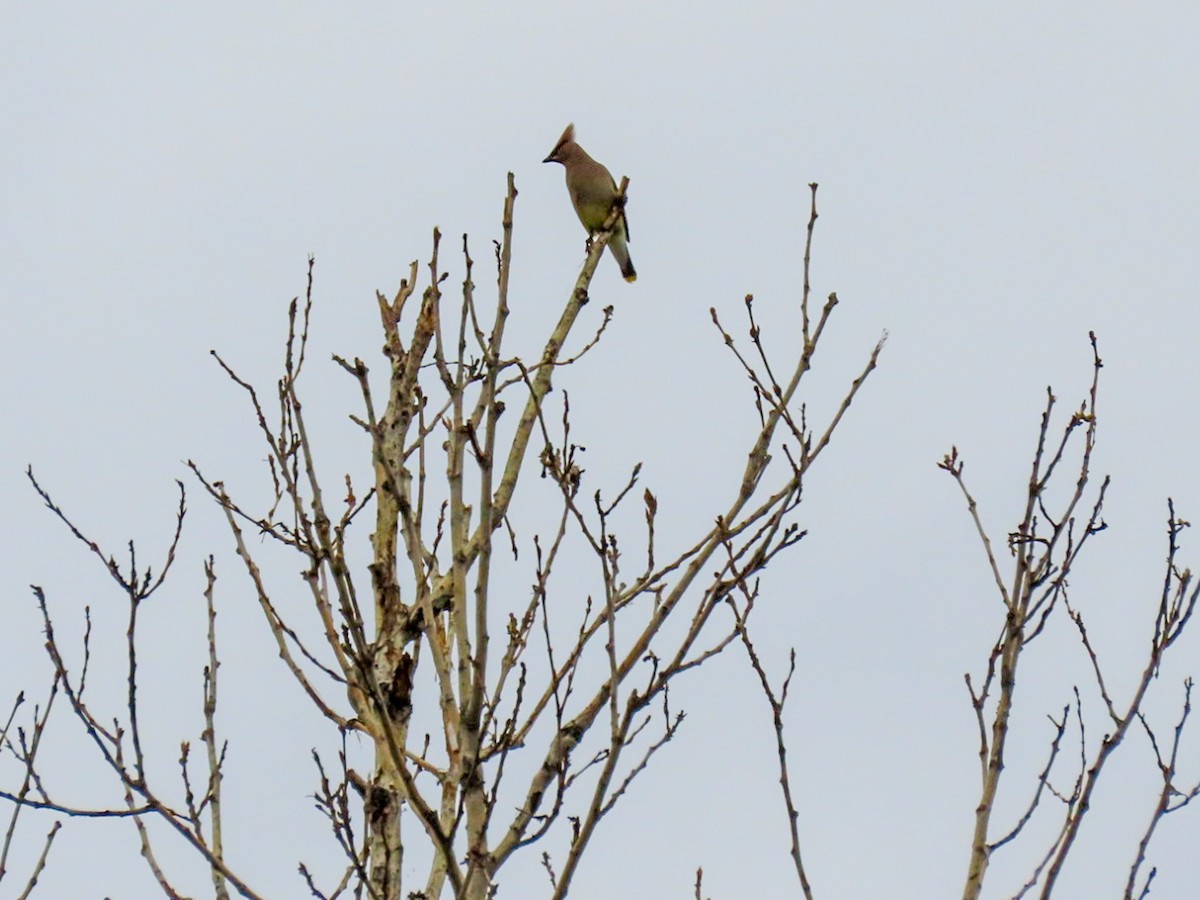 Cedar Waxwing - ML620922165