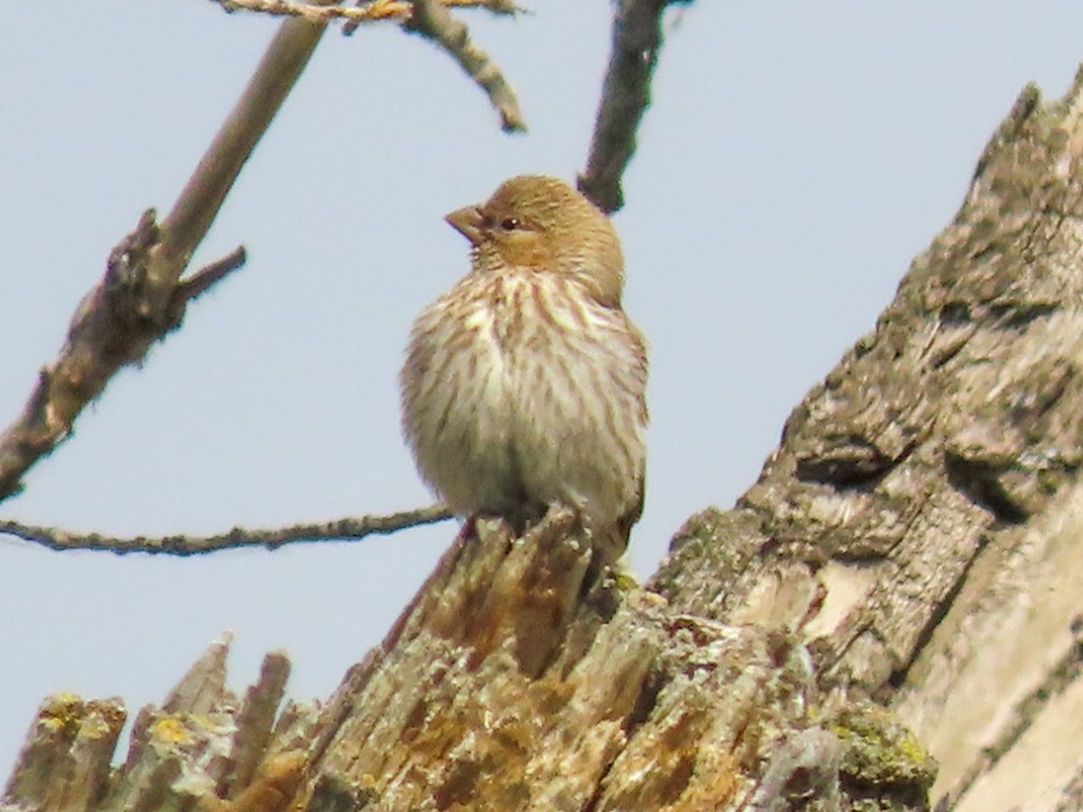 House Finch - ML620922182