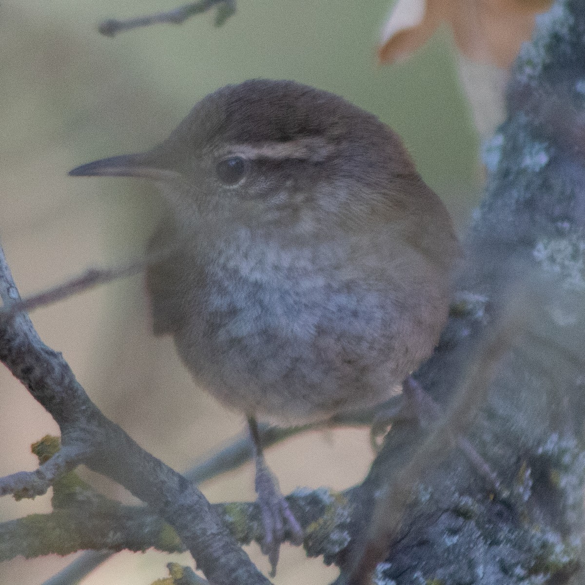 Bewick's Wren - ML620922186