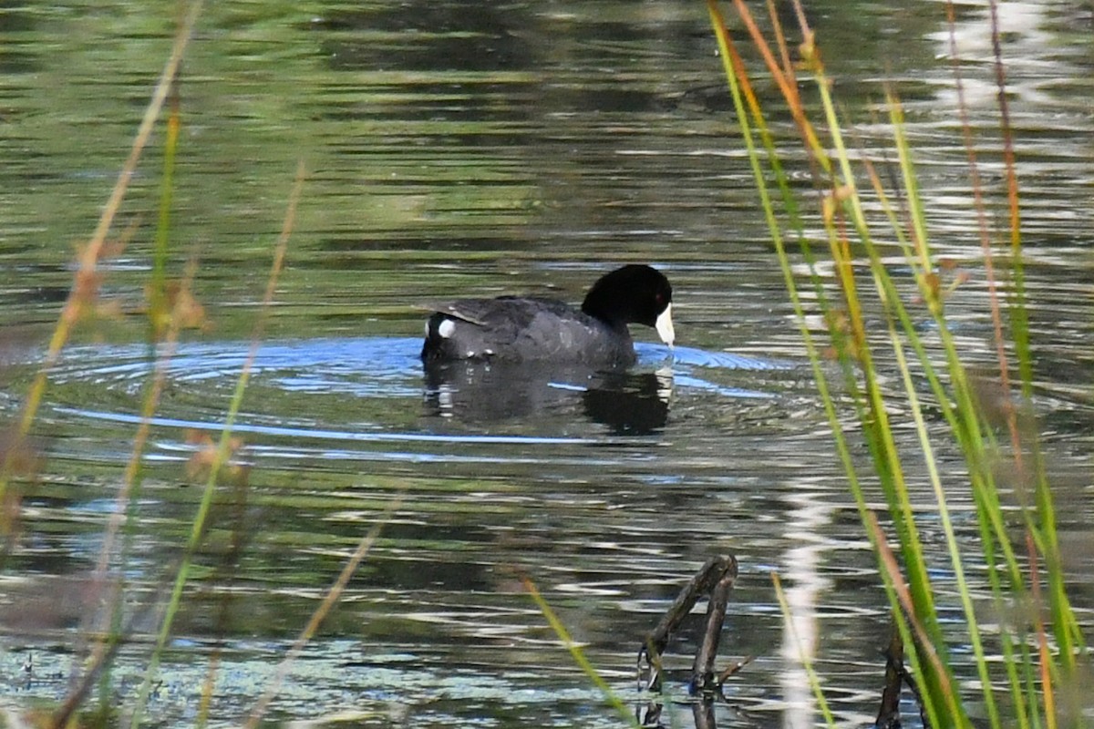 American Coot - Phil Pickering