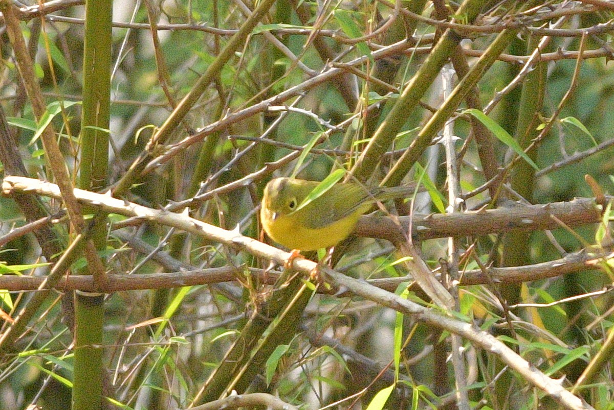 Mosquitero de Whistler - ML620922192