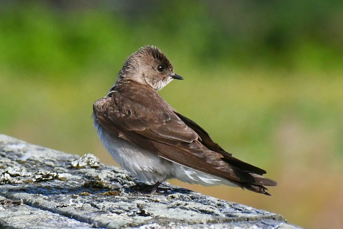 Northern Rough-winged Swallow - ML620922194