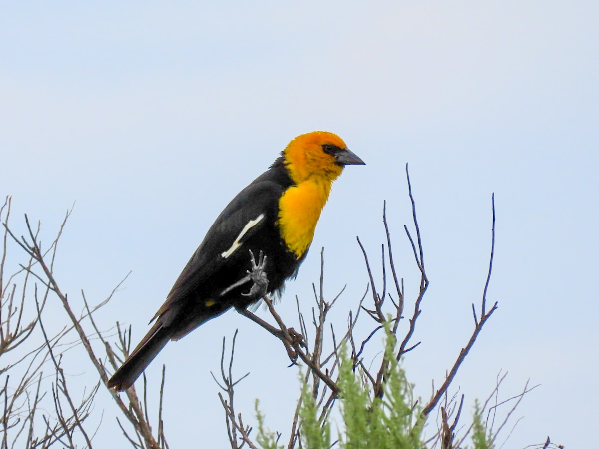 Yellow-headed Blackbird - ML620922199